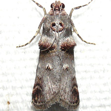 Oneida lunulalis