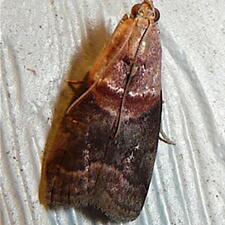 Acrobasis caryalbella