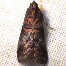 Acrobasis caryae