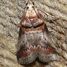 Acrobasis angusella