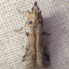 Amyelois transitella