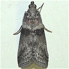 Sciota subfuscella