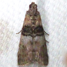 Sciota vetustella