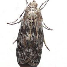 Sciota subcaesiella