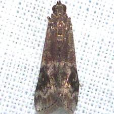 Euzophera semifuneralis