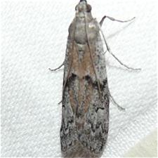 Vitula edmandsii