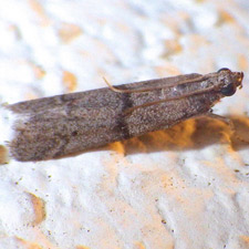 Vitula insula