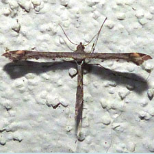 Amblyptilia pica