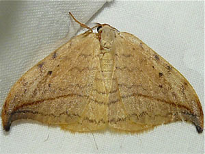 Drepana arcuata