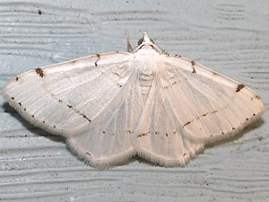 Macaria pustularia