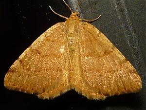 Macaria brunneata