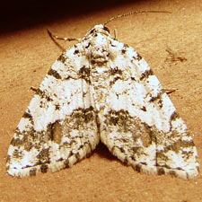 Macaria graphidaria