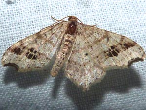 Macaria aemulataria