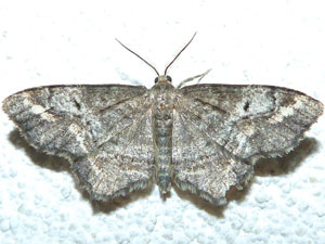 Hypagyrtis piniata