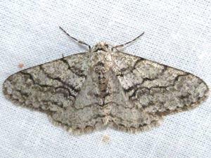 Phigalia titea