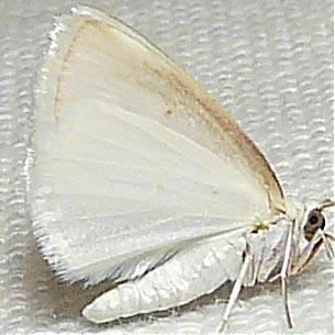 Lomographa vestaliata