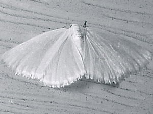 Lomographa vestaliata