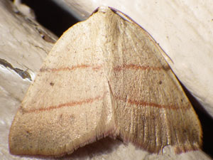 Drepanulatrix bifilata