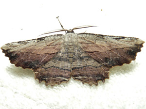 Lytrosis unitaria