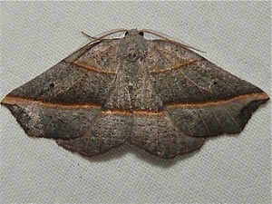 Metanema determinata