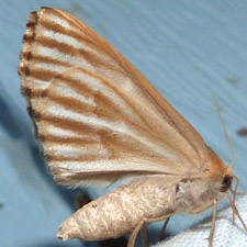 Caripeta piniata