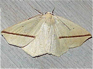 Tetracis crocallata