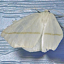 Tetracis cachexiata