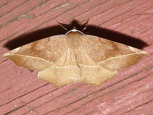 Eutrapela clemataria