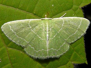 Synchlora aerata