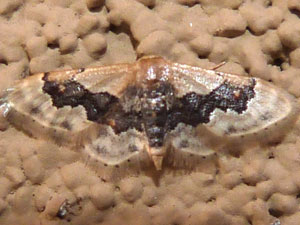 Idaea gemmata