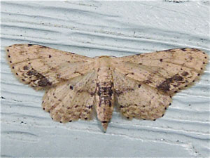 Idaea dimidiata