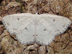 Cyclophora pendulinaria