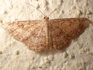 Cyclophora nanaria