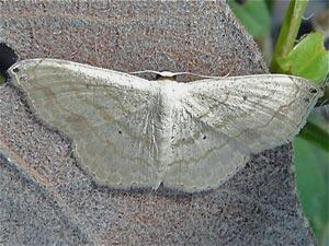 Scopula umbilicata