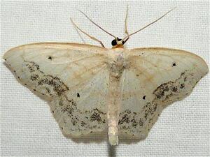 Scopula limboundata