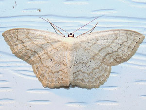 Scopula limboundata