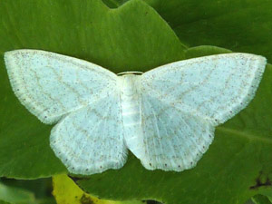 Scopula junctaria