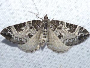 Eulithis explanata