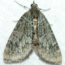 Hydriomena transfigurata