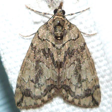 Hydriomena pluviata