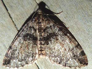 Hydriomena albifasciata