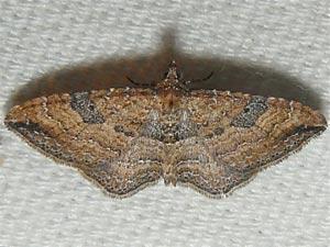 Orthonama obstipata