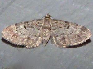 Eupithecia miserulata