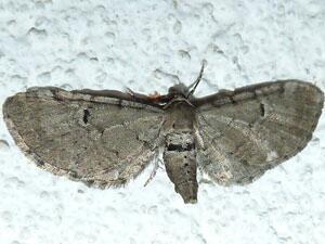 Eupithecia absinthiata