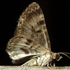 Pasiphila rectangulata