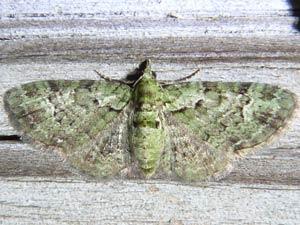 Pasiphila rectangulata