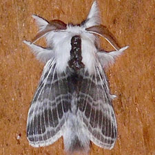 Tolype velleda