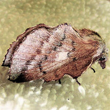 Phyllodesma americana