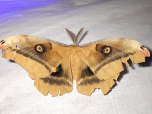 Antheraea oculea