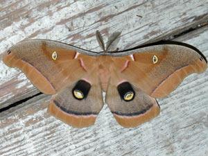 Antheraea polyphemus